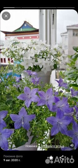 Кампанулы (жених и невеста)