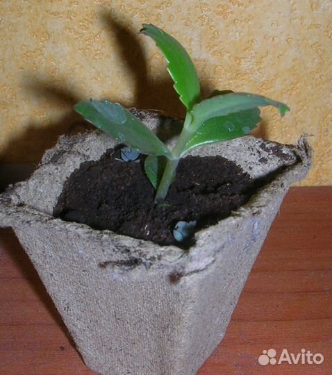 Каланхое саженцы с корнями