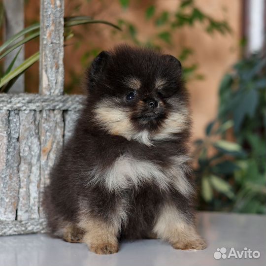 Померанский шпиц мини
