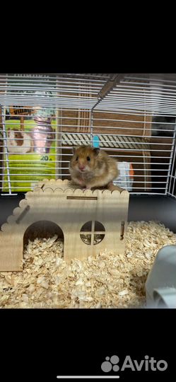 Сирийский хомяк