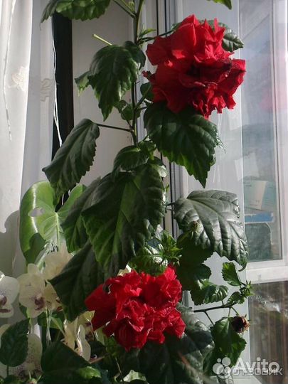 Роза комнатная