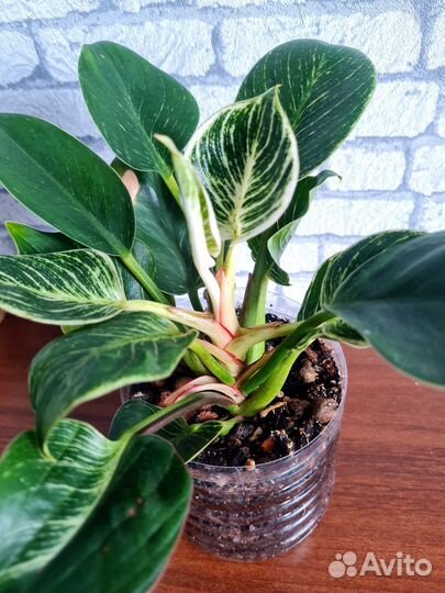 Филодендрон Биркин