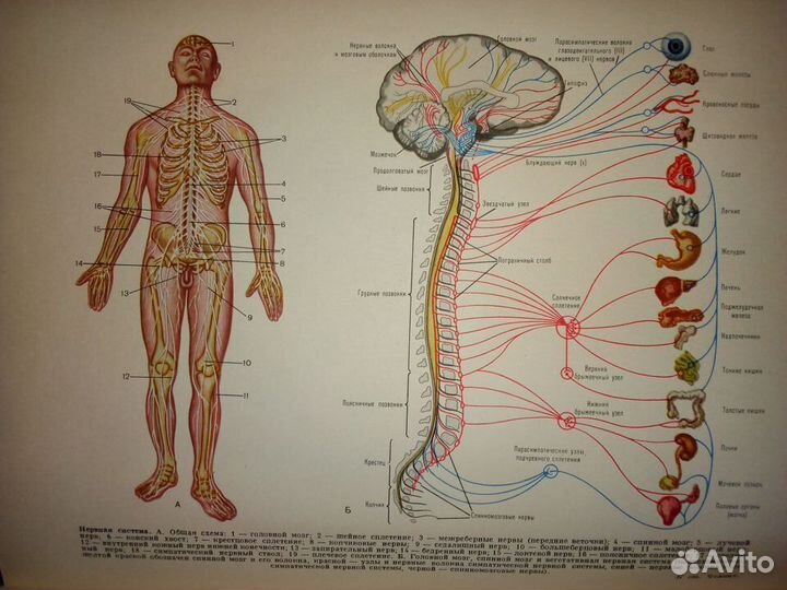 Популярная медицинская энциклопедия