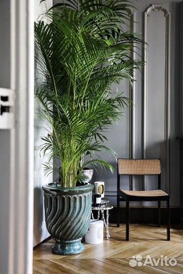 Пальма Арека Дипсис В наличии все размеры