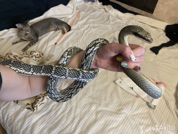 Змея Голубой тонкохвостый полоз блю бьюти