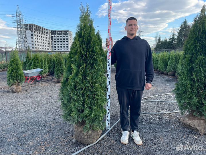 Туя смарагд 180-200 см
