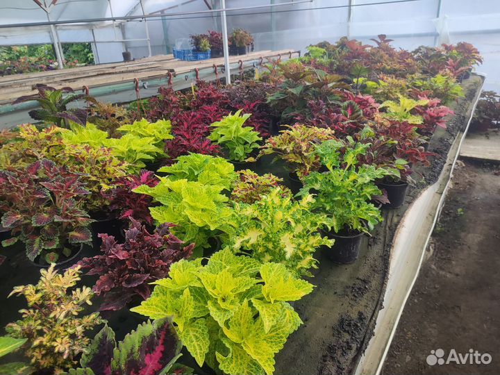 Рассада вегетативного колеуса оптом, ипомеи батат