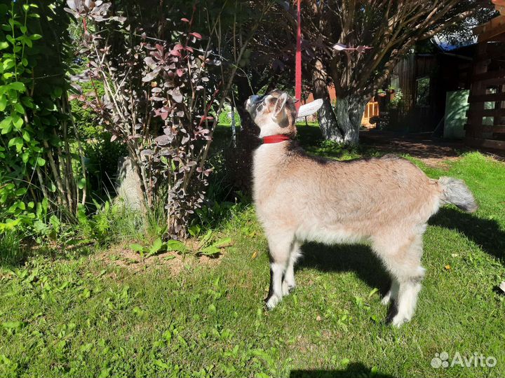 Козлята процентные