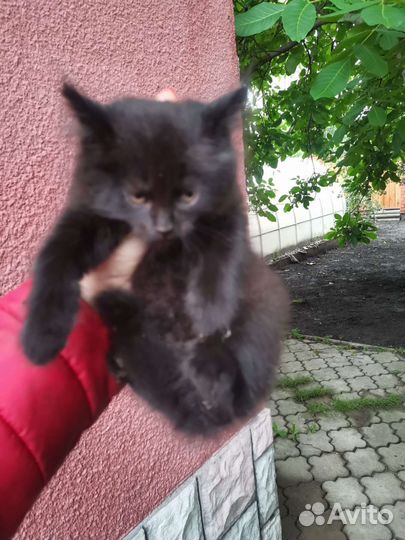 Кошки в добрые руки