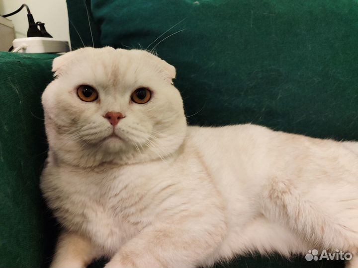Вязка скоттиш фолд