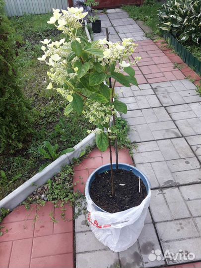 Гортензия метельчатая