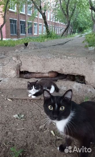 Котята в добрые руки