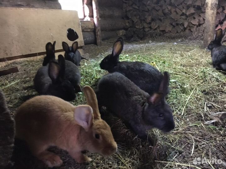 Продам кроликов