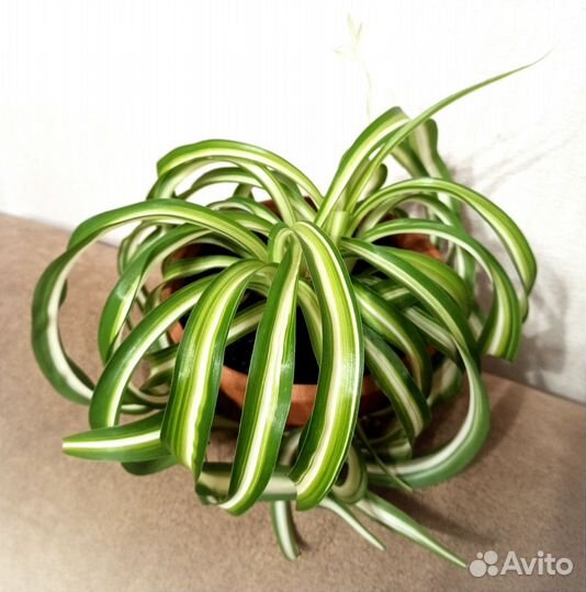 Комнатные цветы, денежное дерево, растения