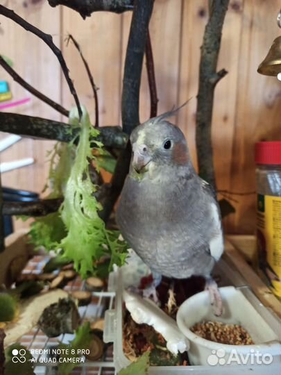 Попугаи разных видов с клеткой