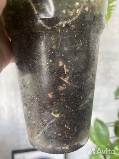 Папоротник нефролепис