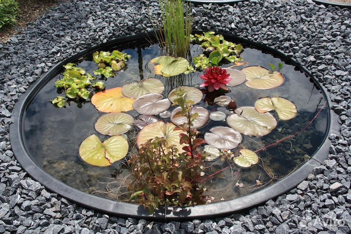 Продаю гамбузии