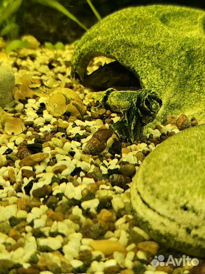 Улитка мелания