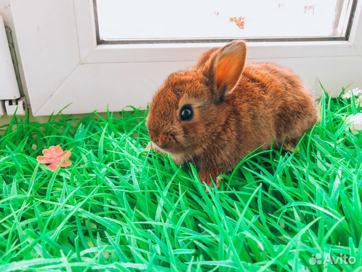 Карликовый кролик мини - очень редкий