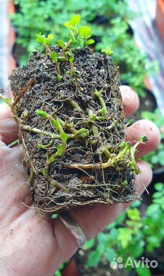 Мята сортовая, прошлогодняя, корни - 80 сортов