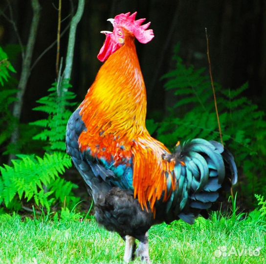 Гуси, Петухи Маран, Цыплята. Козье Молоко