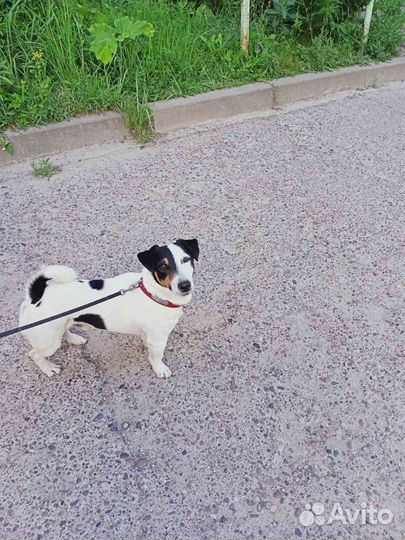 Вязка джек рассол
