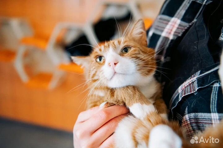 Ласковый котик из приюта бесплатно в добрые