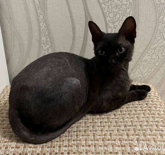 Кот в добрые руки