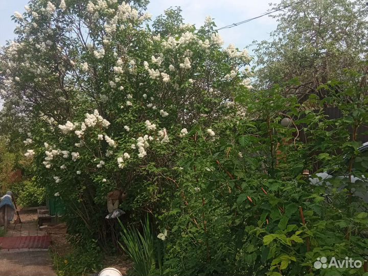 Домашние растения цветы