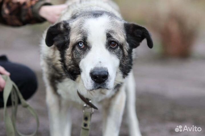 Собаки бесплатно в добрые руки