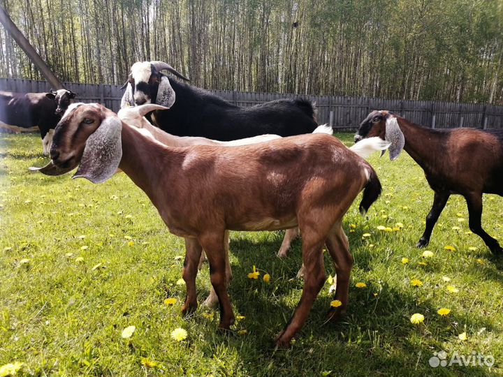 Англонубийские козы и козлята