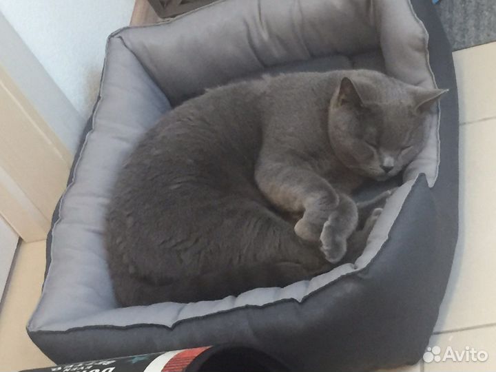 Коты по-отдельности и/или вместе