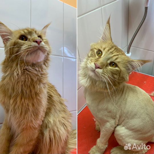 Грумер (груминг, стрижка кошек и собак)