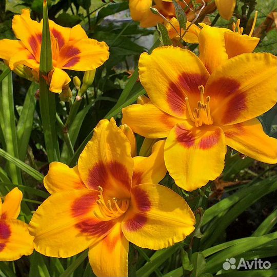 Лилейники, эхинацея