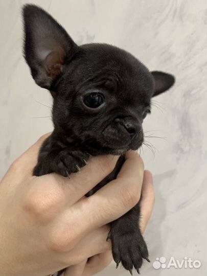 Щенки чихуахуа