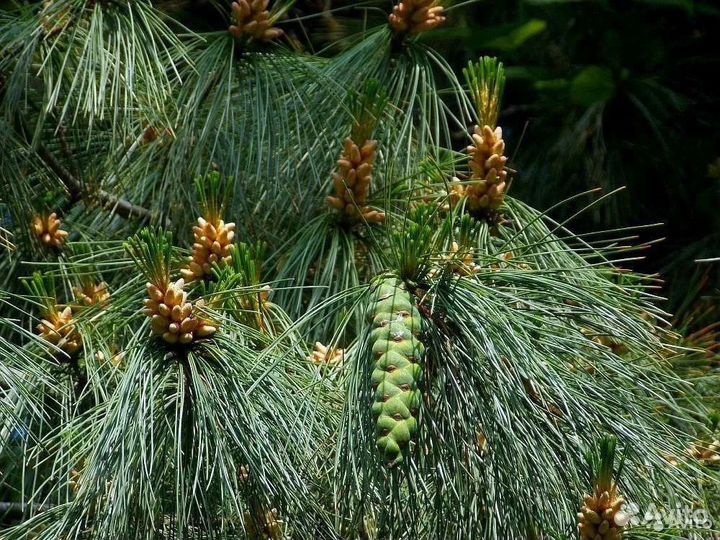 Семена сосны румелийской