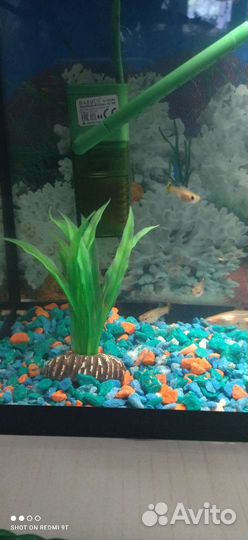 Аквариум