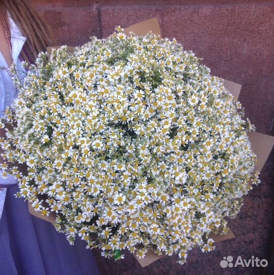 Матрикария