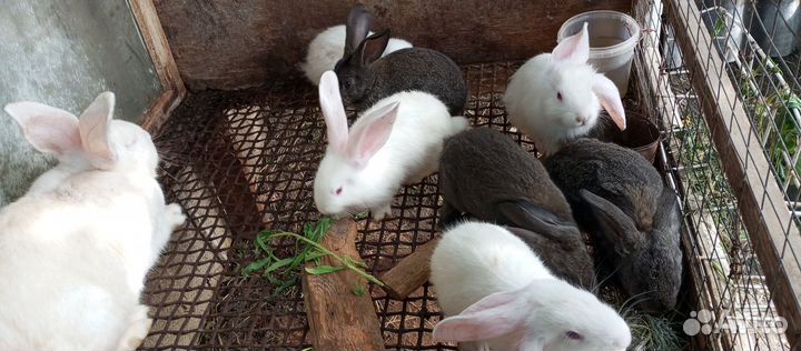 Крольчата
