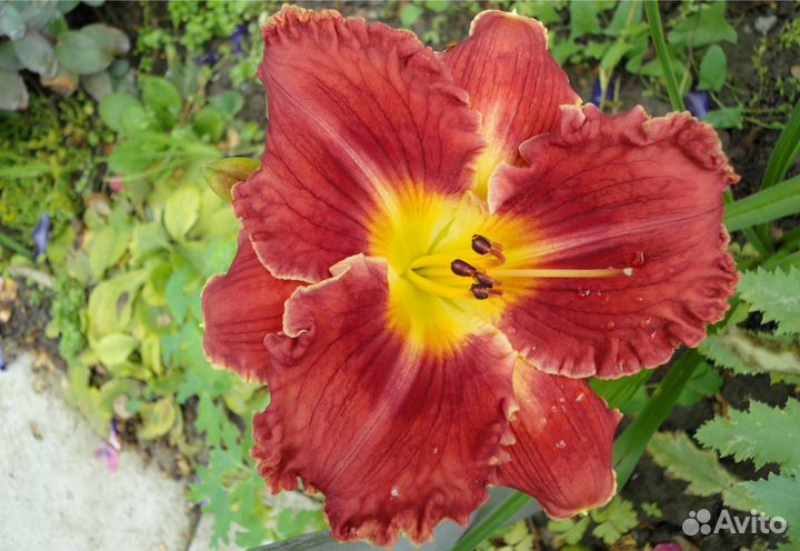 Фундук, керрия, спирея, лилейник,Сусак для водоёма