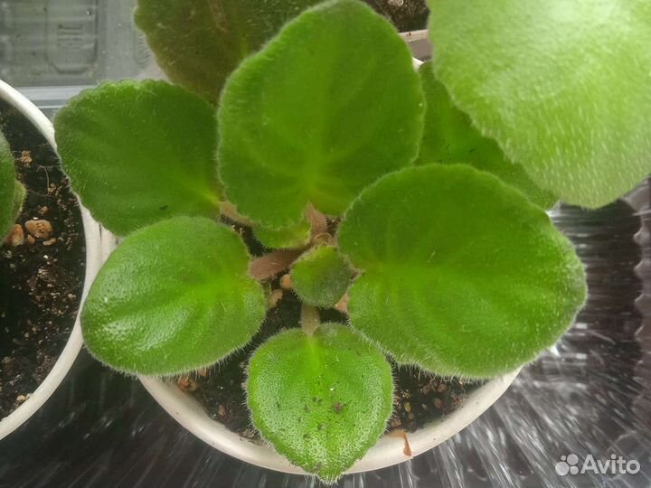 Стартеры сортовых фиалочек