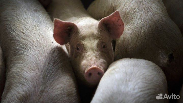 Свинина живым весом