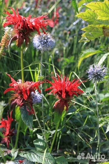 Многолетние Цветы для сада в Ассортименте
