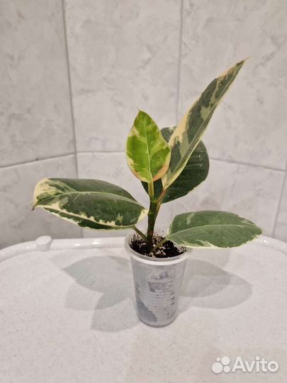 Фикус эластика Тинеке