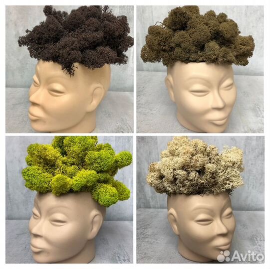 Стабилизированный мох