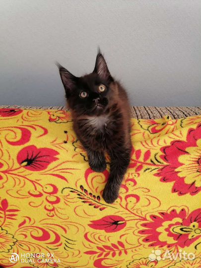 Котята мейн кун