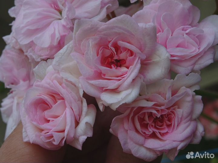 Пеларгонии (часть 4)