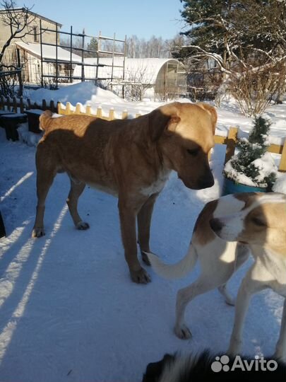 Кобель молодой