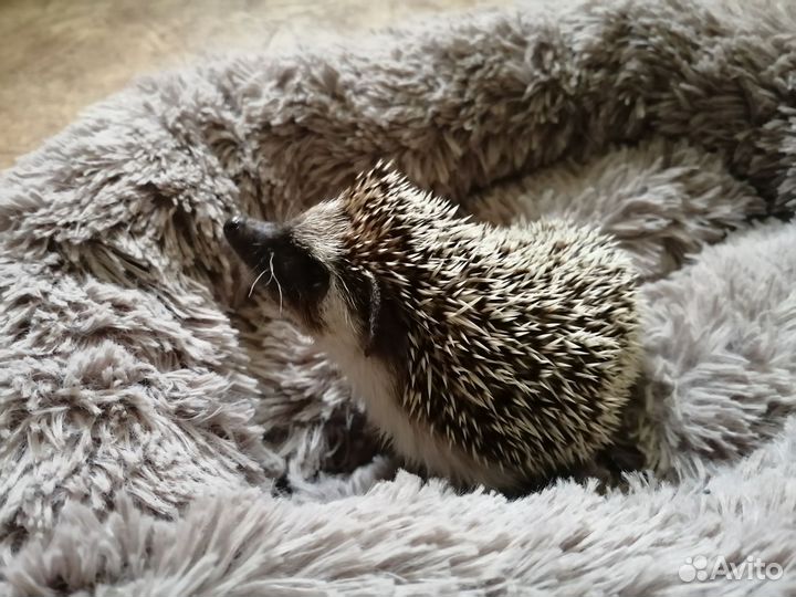 Африканский ежик