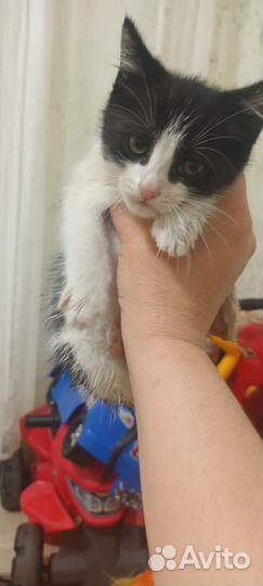 Маленький котенок ищет свой дом